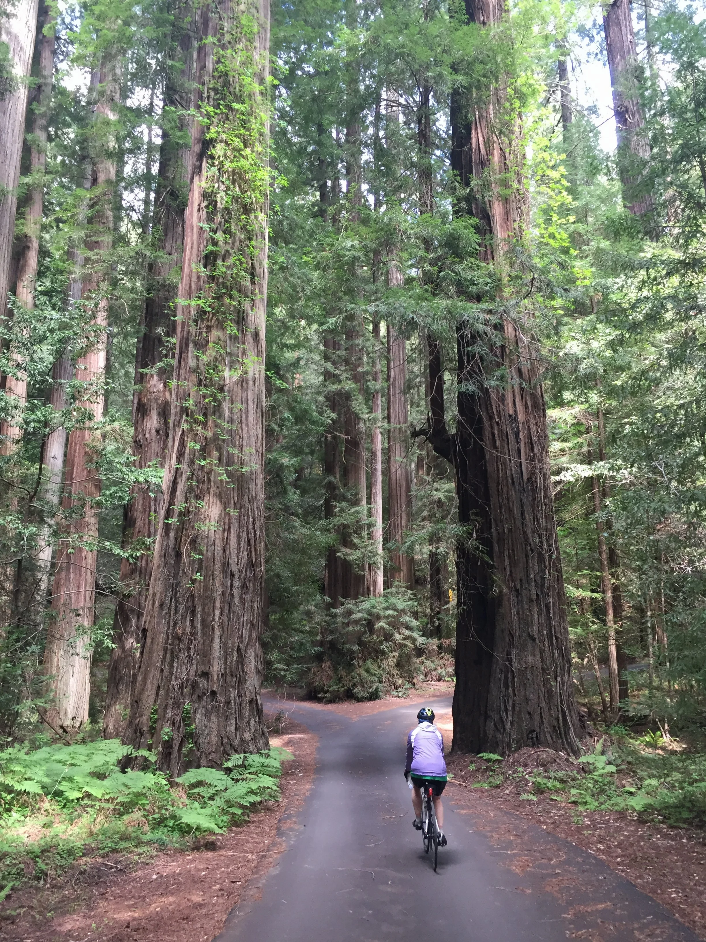 Biking the Avenue of the Giants.webp