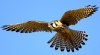 kestrel.webp