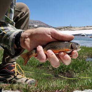 Brook Trout in 10,000' alpine lakes