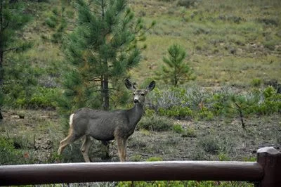 Long Haul - 1702.jpg