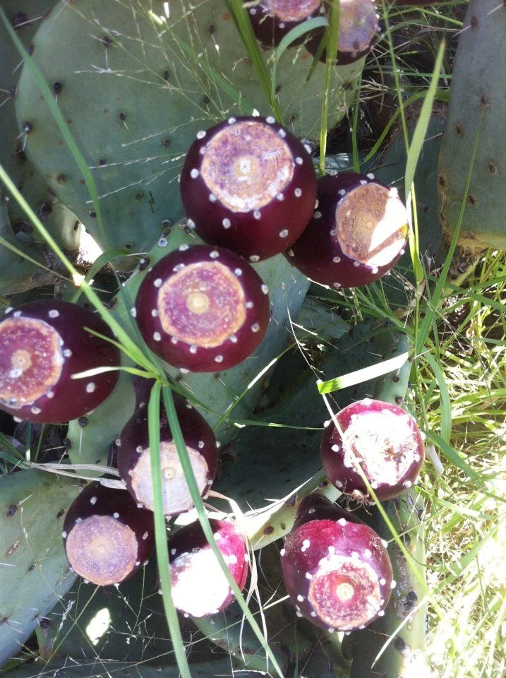 Long Haul - 1838.jpg