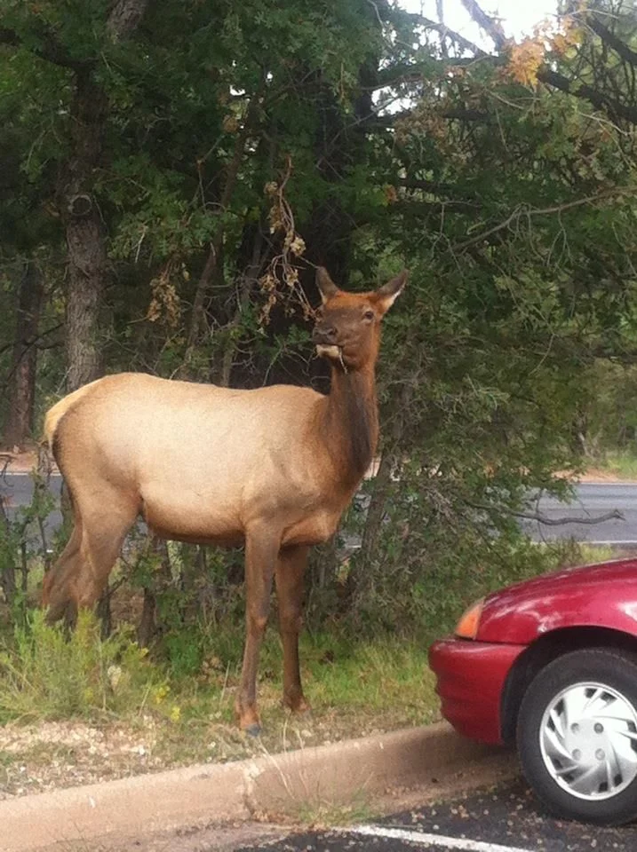 Long Haul - 1864.jpg
