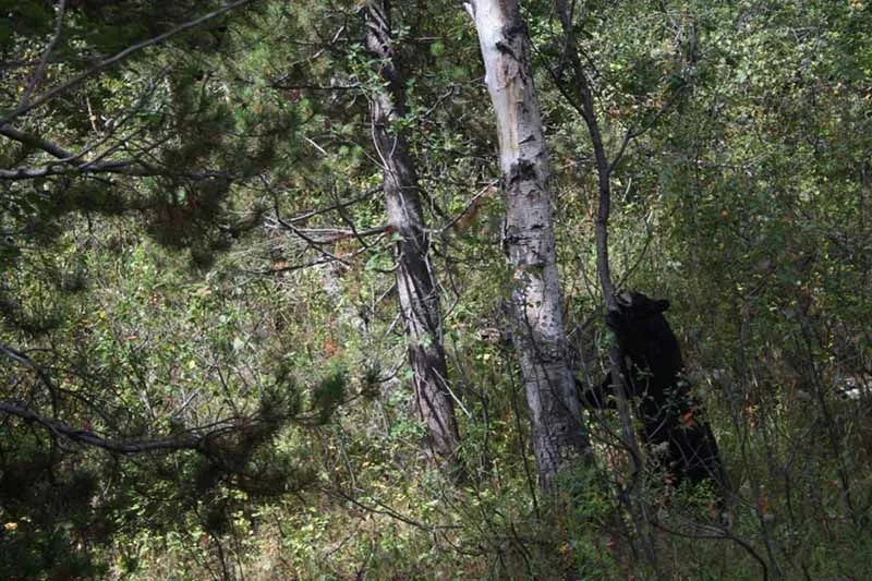 Long Haul - 2602.jpg