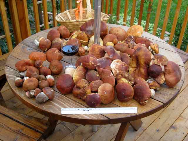 King%20&%20Aspen%20Boletes.jpg