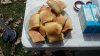 2018 Raccoon DOG Not Pepperoni rollls.webp