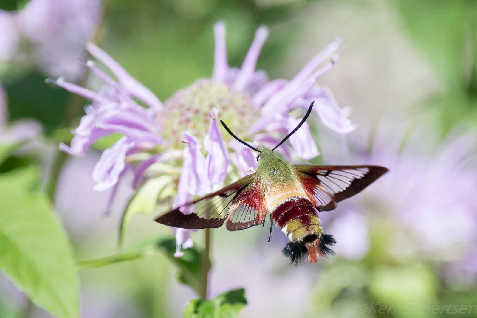 Hummingbird Clearwing Moth